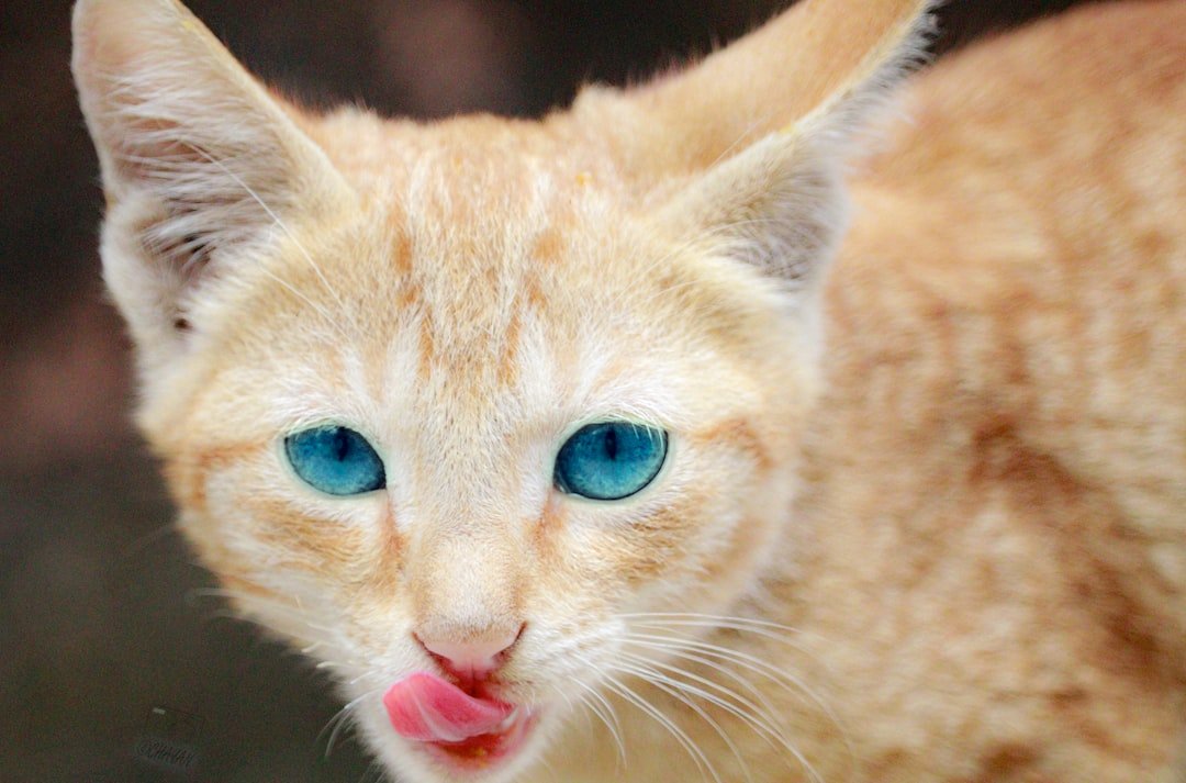 Discover the Best Catfish Joint in Accra: A Seafood Lover’s Paradise