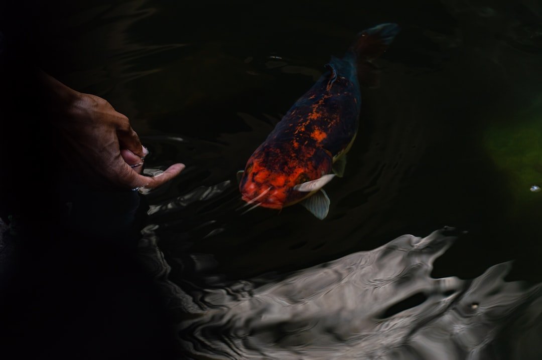 Discover the Best Tilapia Joint in Accra for Unique Flavors